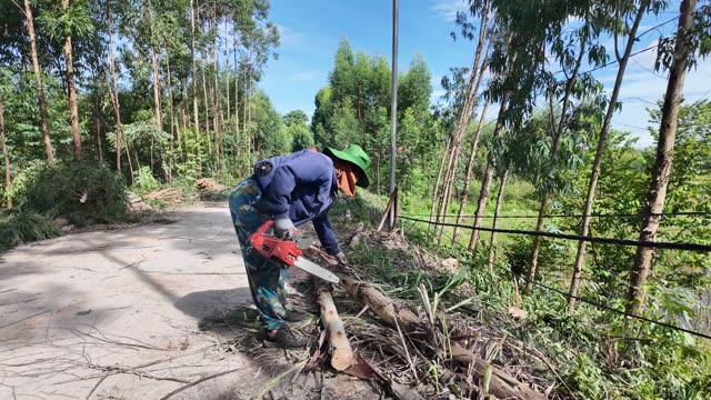 Sawing Log On Road