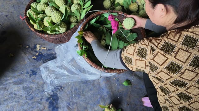 Woman Tying Custard Apple Basket