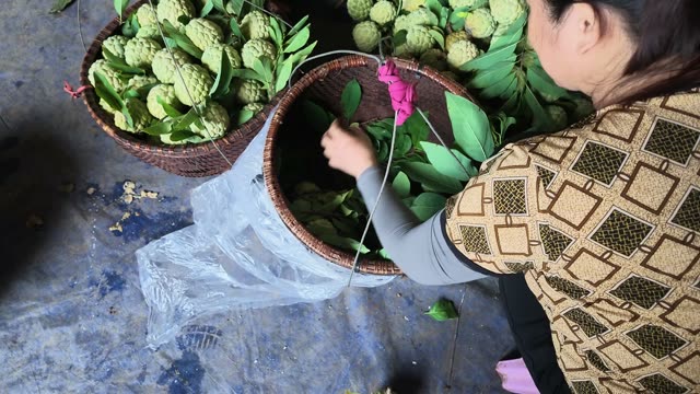 Securing Basket Of Fresh Custard Apples