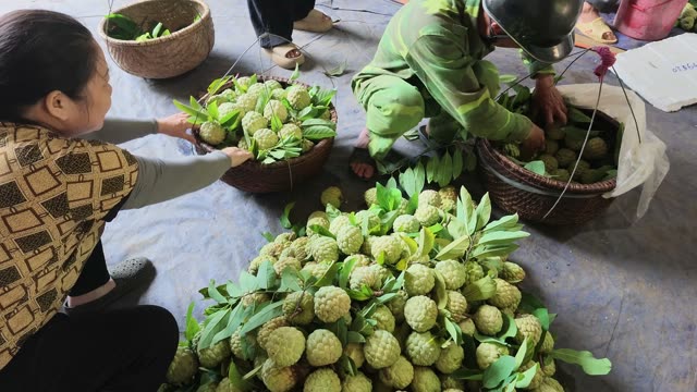 Man Sorting Large Pile Of Custard Apples