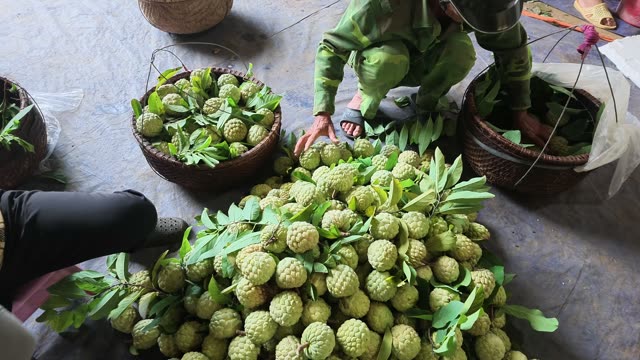 Man Crouching Over Fruit Pile