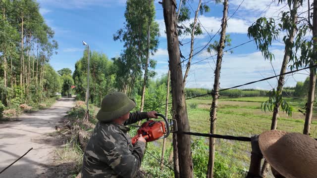 Cutting Tree By Paddy