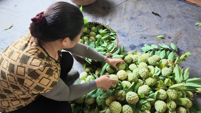 Woman Sorting Fruit On Tarp