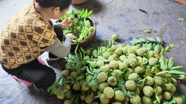Woman Sorting Fruit Into Basket