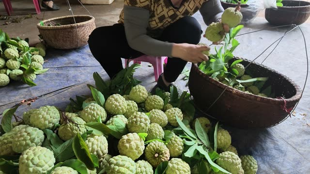 Woman Sorting Custard Apples On Stool