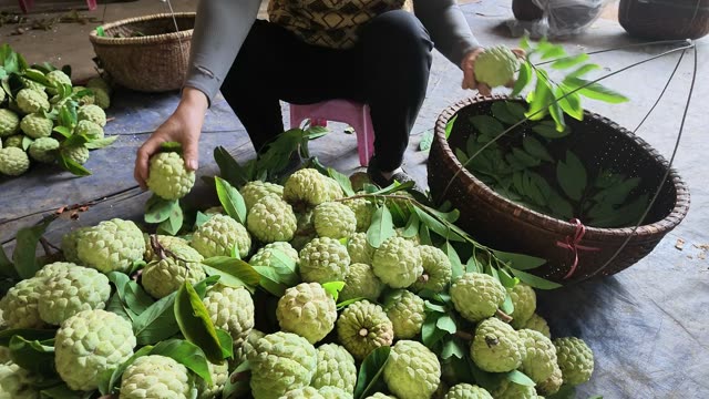 Hands Sorting Fresh Custard Apples