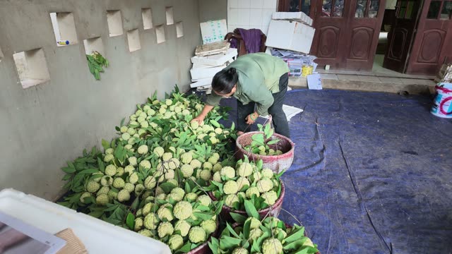 Man Sorting Custard Apples By Wall