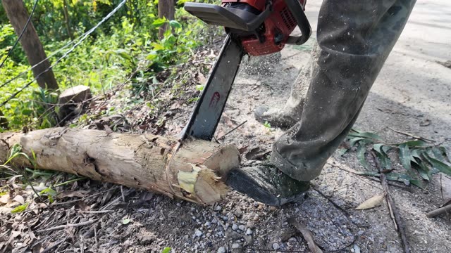 Chainsaw Bucking Log