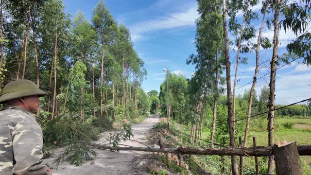 Fallen Tree Across Road