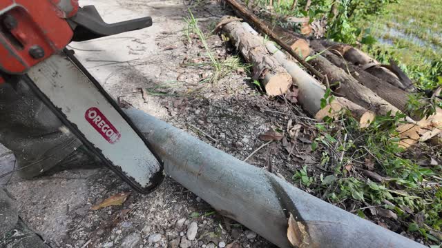 Chainsaw Bar Cutting Log