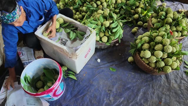 Man Wrapping Fruit In Newspaper Box