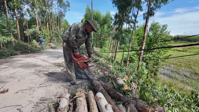 Cutting Log Beside Paddy