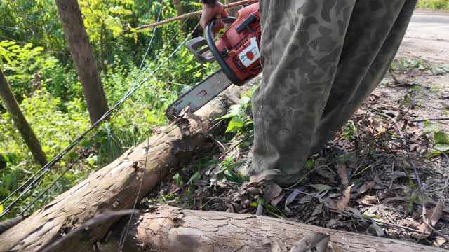 Chainsaw Cutting Fallen Log