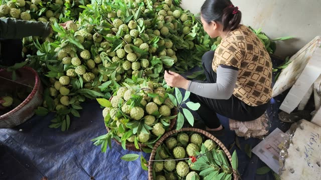 Woman Sorting Pile Of Custard Apples