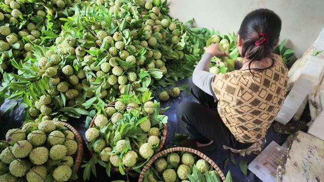 Woman Handling Custard Apple Pile
