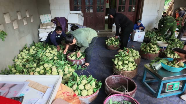 People Packing Fruit Baskets Indoors