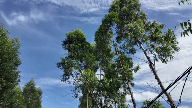 Eucalyptus Trees Against Blue Sky