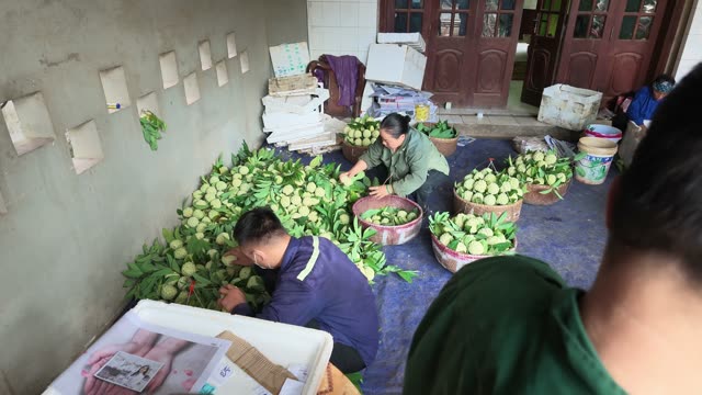 People Sorting Fruit In Warehouse