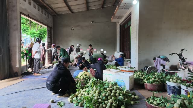Busy Warehouse Sorting Custard Apples