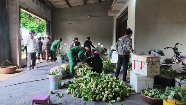 Workers Packing Fruit In Warehouse