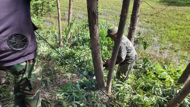 Farmers Felling Saplings By Field