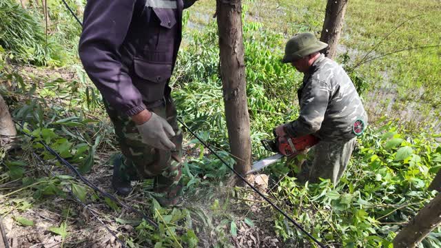 Chainsaw Work Among Green Saplings