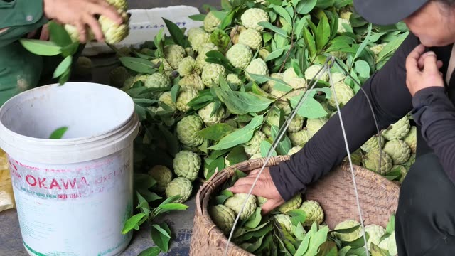 Hands Picking Fruit From Bucket