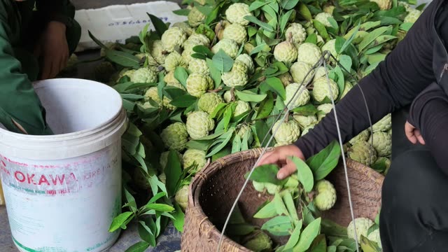 Sorting Custard Apples Into Basket