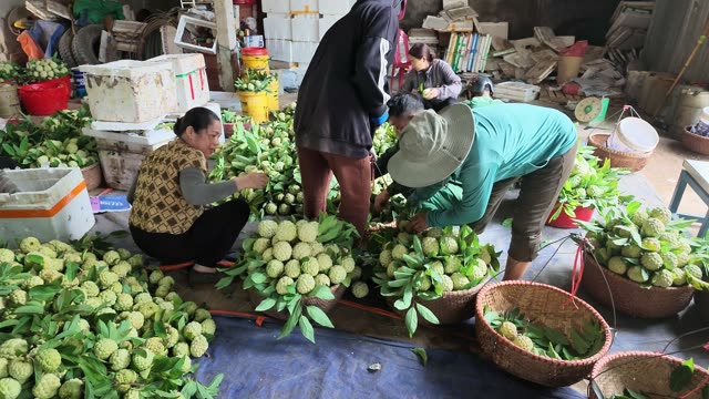 Women Sorting Fruit Piles