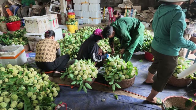 Women Packing Fruit Together