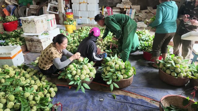 Workers Sorting Fruit In Warehouse