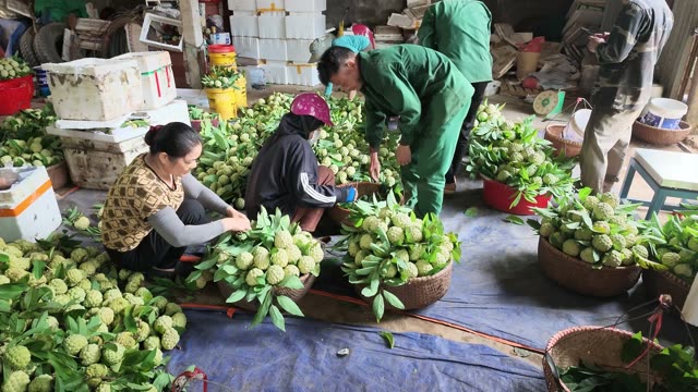 Workers Continue Sorting Fruit