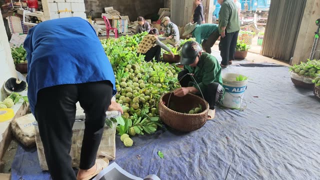 Woman Sorting Greens In Warehouse
