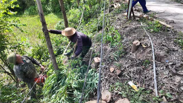 Chainsaw Clearing Roadside Slope