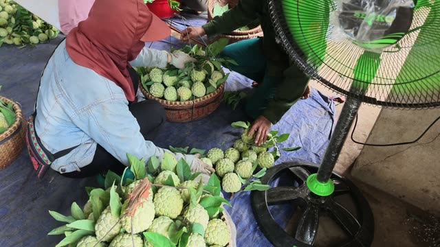 Women Sorting Fruit By Fan