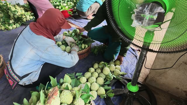 Women Packing Custard Apple Baskets