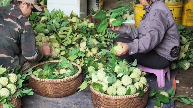 Baskets Of Sorted Custard Apples