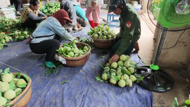 Workers Sorting Greens Near Fan