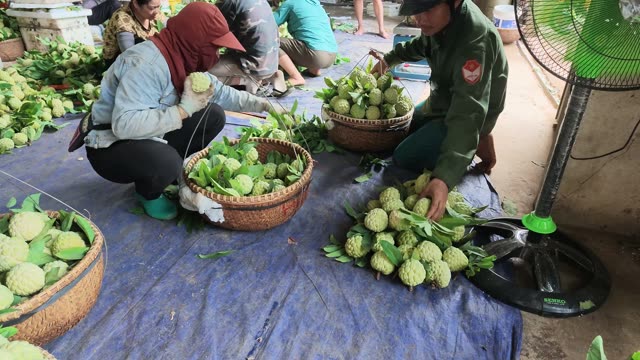 Woman Sorting Fruit Beside Man
