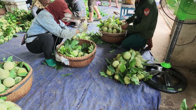 People Sorting Fruit On Tarp