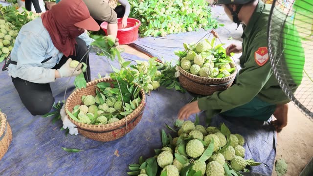 Woman Tying Basket Of Fruit