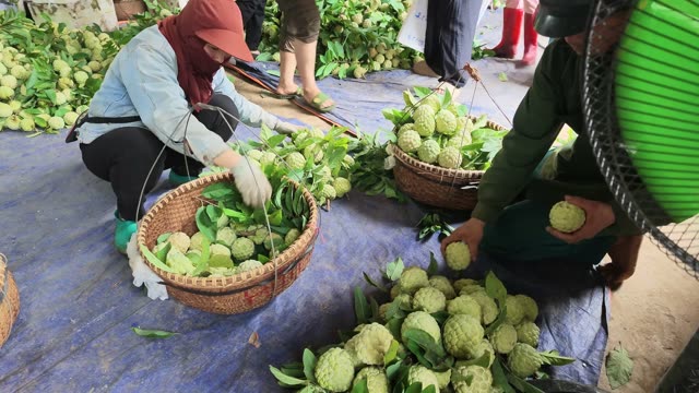 People Sorting Fruit On Tarp Floor