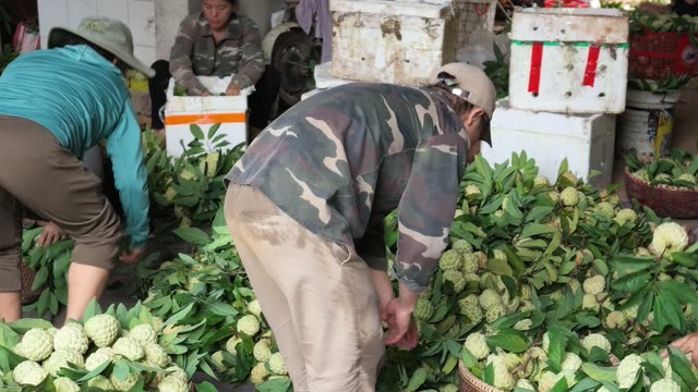 Man Sorting Custard Apple Pile