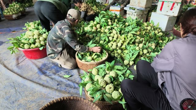 Man Sorting Basket By Red Bucket