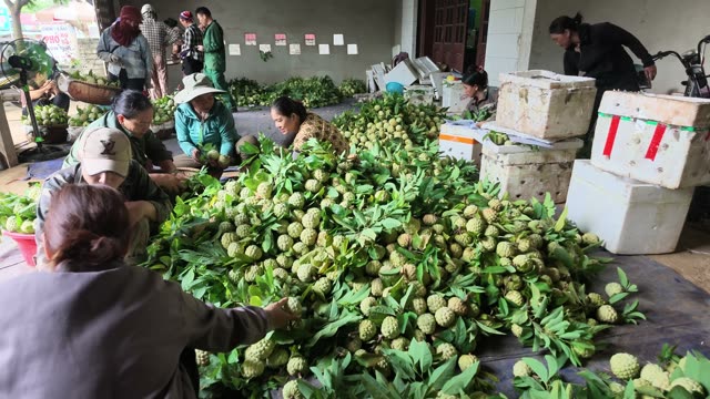 Woman Packing Box Of Fruit