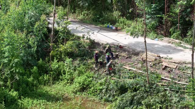 Workers Clearing Brush By Road