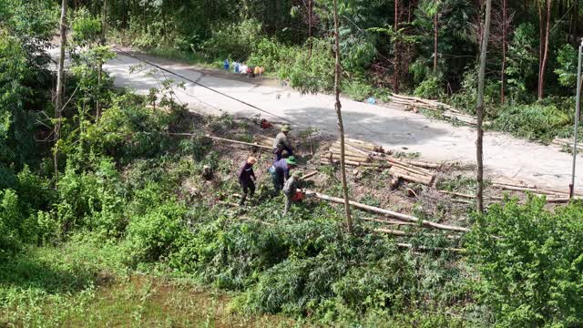 Workers Cutting Eucalyptus Poles
