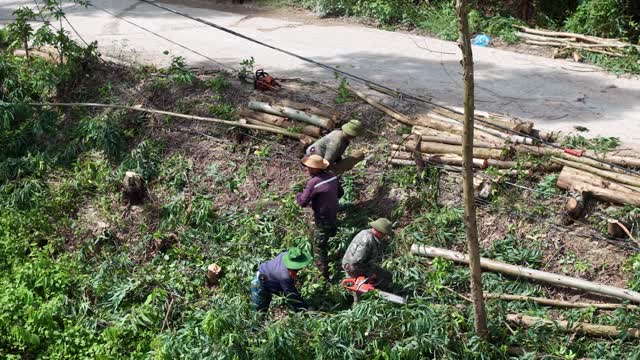 Workers Stacking Logs With Chainsaw
