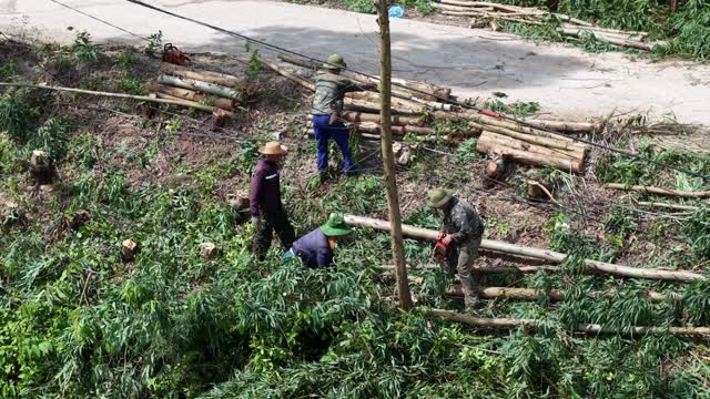 Cutting Eucalyptus On Green Slope