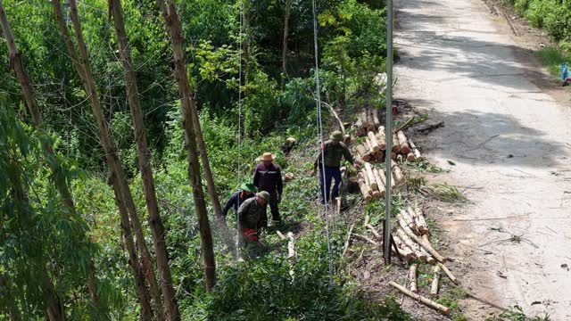 Stacking Timber By Forest Road